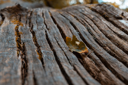 Autumn leaf on a tree trunk in the forest. Selective focus.の写真素材