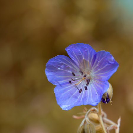 Flower of a geranium (Geranium pratense)の写真素材