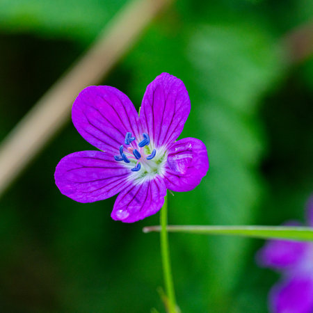 Geranium pratense (Geranium pratense) flowerの写真素材