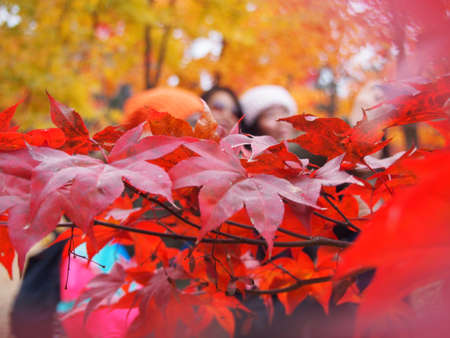 Maple at Nami Islandの素材