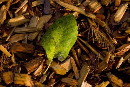 Coloured leaves on bark mulch