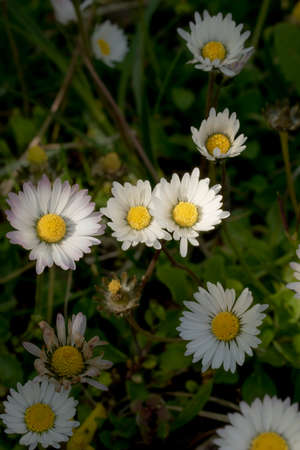 Daisy field, grass and little white flowers. Summer meadow with green grass and daisies.の写真素材