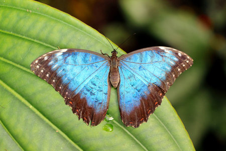 Blue Butterfly on the Green Leaf