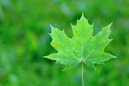 Green Maple Leafの写真素材