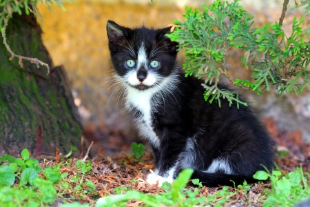 Small Black White Kittyの写真素材