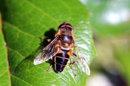Bee on the Green Leaf in Garden