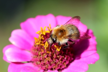 Bee on the Violet Flowerの写真素材