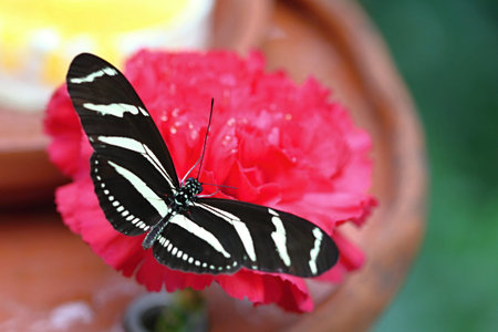 Colourful Butterfly on Flowerの写真素材