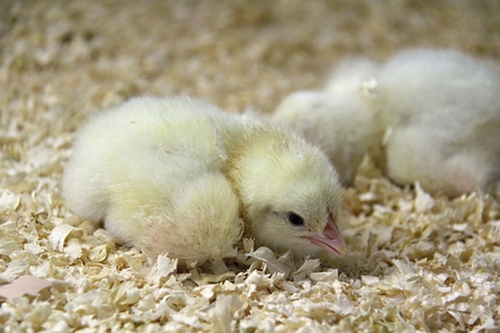 Photo of Cute Born Chick made in the late Summer time in Spain, 2013の写真素材