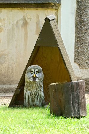 Photo shows details wild owl bird in the garden.の写真素材