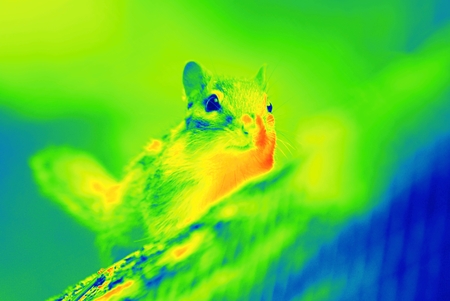 Photo shows a wild chipmunk taken by a thermal camera.の写真素材