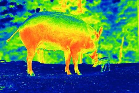 Photo is showing wilds animals captured in the Canadian countryside by a thermal camera.の写真素材