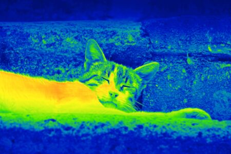 Photo shows a detail of the cat on the street by a thermal camera.の写真素材