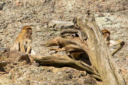 Photo shows a closeup of a wild monkey in the mountains.の写真素材