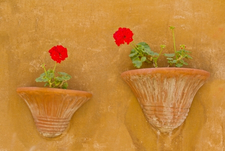Photo shows a detail of the colourful flowers.の写真素材