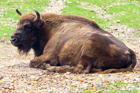 Photo shows a closeup of a wild bison in the nature.の写真素材