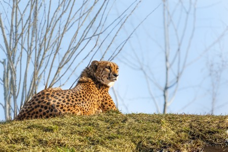 This photo shows a relaxing leopard on a green grass. There are trees in the background. Picture was taken during a sunny day.の写真素材