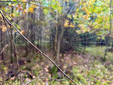 spider web in the forest in autumn, closeup of photo