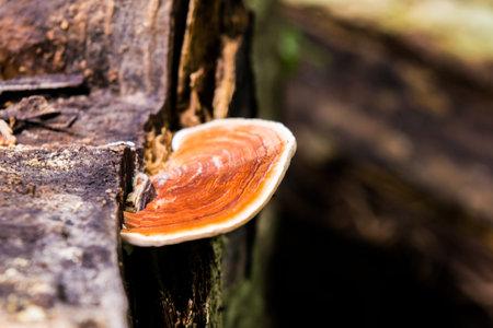 Asian mushroom with log