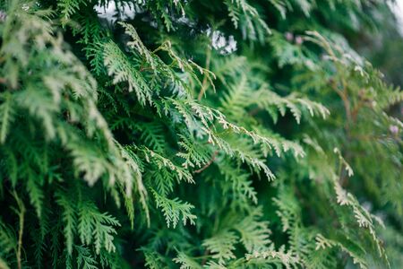 Green cypress tree close-up, soft focus, backgroundの写真素材