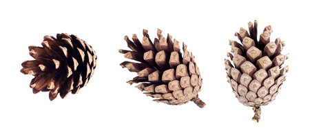 Set of pine cone isolated on white background. Objectの写真素材