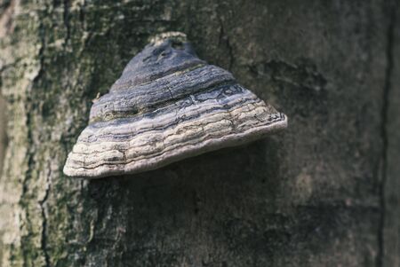 The fomes fomentarius on the tree in the woodの写真素材