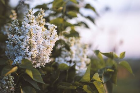 Bush of white syringa in the garden, natural backgroundの写真素材