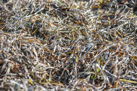 Zostera marina is seaweed, rich in iodine and other beneficial minerals, therapeutic effect. Other names are common eelgrass, seawrackの写真素材