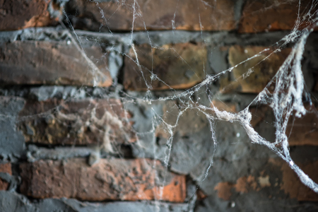 Burned brick wall with spider web, amazing textured wallpaperの写真素材