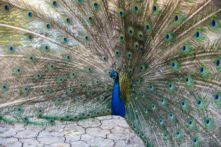 Peacock with open feathers, ceremonial dance with femaleの写真素材