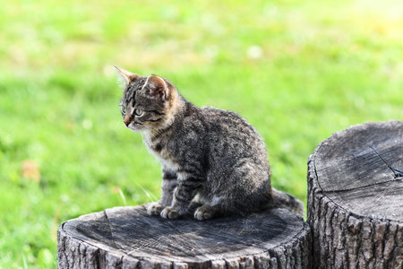 A small tabby kitten sits on an oak hemp in the middle of the yard, interesting and focused, green...