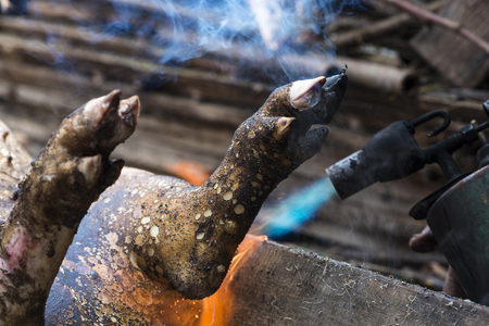 Butcher handles the slaughtered pig with blowtorch, hair removal, preparation to cutting, closeup, Western Ukraineの写真素材