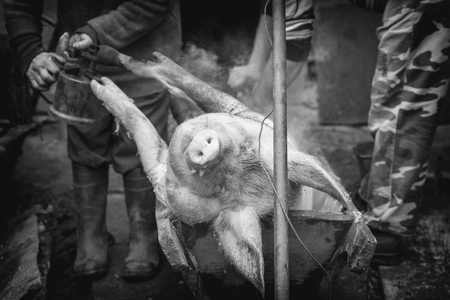 Two butchers handles the slaughtered pig with blowtorch and knife, hair removal, preparation to cutting, retro effect, Western Ukraineの写真素材