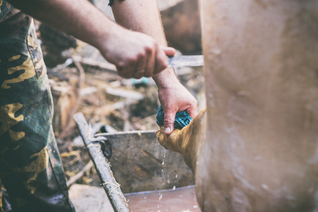 Butcher handling the slaughtered pig by knife, hair removal and cleaning skin, preparation to cutting, Western Ukraineの写真素材