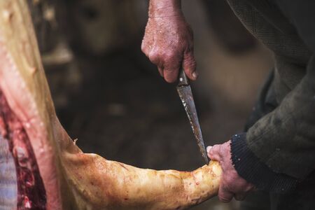 Butcher cuts the pig carcass by knife, Western Ukraineの写真素材