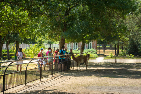 Askania-Nova, Kherson region, Ukraine - July 01, 2017: People on the excursion in the zoological garden of the National Reserve Askania-Novaのeditorial素材