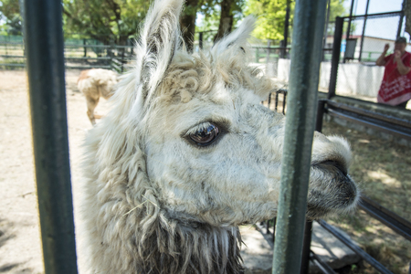 Llama looks , zoological garden of the National Reserve Askania-Nova in Ukraineの写真素材