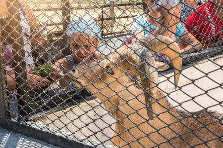 Askania-Nova, Kherson region, Ukraine - July 01, 2017: People feed the Barbary sheep from hands, zoological garden of the National Reserve Askania-Nova in Ukraineのeditorial素材