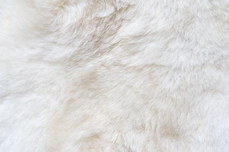 Natural white fur background, design template, copy spaceの写真素材
