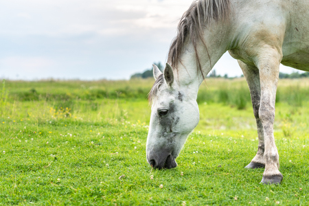 Gray Stallion on pastures, cloudy weather, rural scene. Life in the village, Ukraineの写真素材