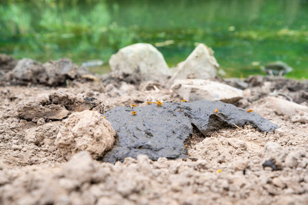 Group of flies sit on cow dung on a river banks. Drosophila melanogaster. Life of insects pests