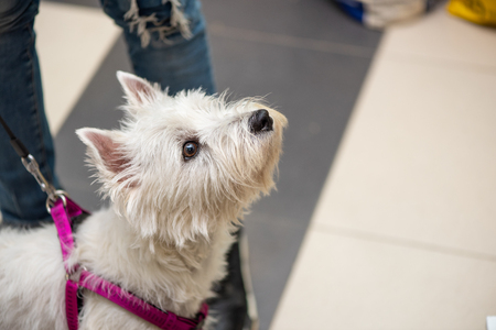 West highland white dog in pet store, on a leash, clear lookの写真素材