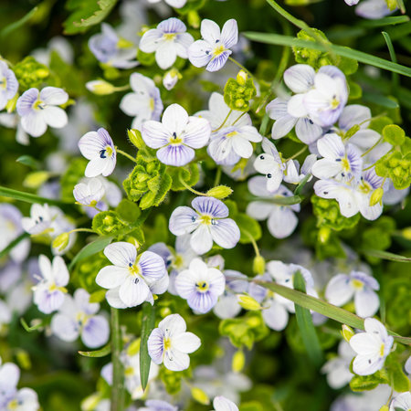 Veronica chamaedrys in nature, top view. This is flowering plant, species herbaceous perennial