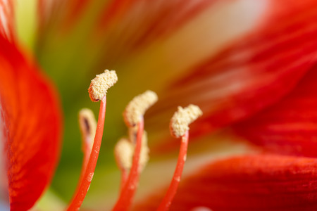 Macro view of Hippeastrum hybrid. Flower filaments, anthers and petals.の写真素材