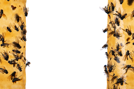 Sticky flypaper with glued flies, trap for flies or fly-killing device. On white background with copyspace. Also known as fly strip or fly ribbonの写真素材