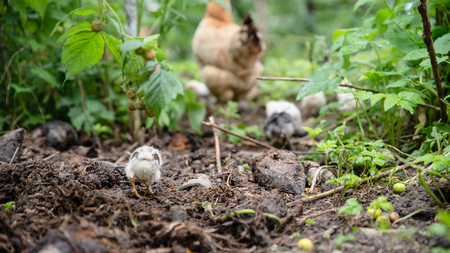 Little chicken catch up with the brood. In the garden. Life in the village, Ukraineの写真素材