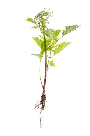 Dangerous toxic plant Giant Hogweed. Also known as Heracleum or Cow Parsnip. Isolated on white background with clipping pathの写真素材