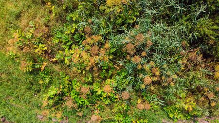 Invasive spreading plants. Giant Hogweed, also known as Heracleum or Cow Parsnip. Forms burns and blisters on skin. An acute problem. There is a fight against the spread of this plant in the UK and other European countries. Aerial top viewの写真素材