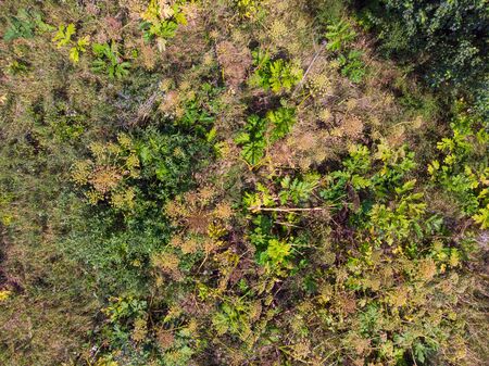 Invasive spreading plants. Giant Hogweed, also known as Heracleum or Cow Parsnip. Forms burns and blisters on skin. An acute problem. There is a fight against the spread of this plant in the UK and other European countries. Aerial top viewの写真素材