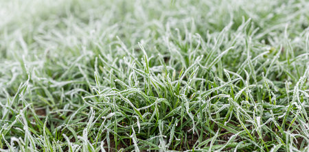 Hoarfrost on green grass, close up. Morning time. Wide angle natural background theme.
